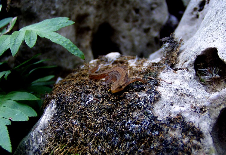 Il Laghetto del Centro di Entomologia - Piombino (LI)